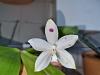Phalaenopsis speciosa spots-20220726_153427-jpg