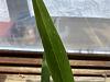 Small circular damage on leaves of an unknown orchid-2-jpg