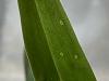 Small circular damage on leaves of an unknown orchid-3-jpg