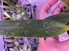 Cattleya leaves damaged-3bb70429-8e78-46ef-927c-58a3435d8ef0-jpg