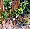 Where my orchids grow--two tree trunks and an oasis.-img_20220722_170624-jpg