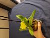 One leaf on Cattleya bulb-16601932563622995508292998218638-jpg