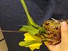 One leaf on Cattleya bulb-16601933144776810045184765233300-jpg