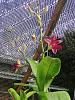 Dendrobium Sugar 156-img_20220811_084737-jpg
