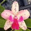 A 'different' Cattleya flower-20220814_135202-2-jpg