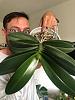 all hail the noid phalaenopsis-paprika-jpg