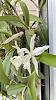 Help - epiphytic orchid - what to do?-2237ad4f-8d32-44a1-b92e-fc9fdb9914f0-jpg