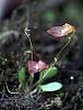 Some Orchids in Colombia-dsc09469_filtered-jpg