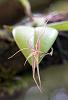 Some Orchids in Colombia-dsc09481_filtered-jpg