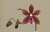 Phalaenopsis Noonien-20221013_090818-jpg