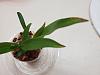 Oncidium twinkle leaves browning at the tips-20221015_095907-jpg