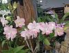 Dendrobium Suree Peach-img_20221017_075024-jpg