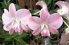 Dendrobium Suree Peach-img_20221017_075135-jpg