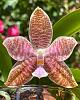 Phalaenopsis hieroglyphica, or is it?-bloom-1-1-jpg