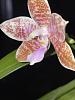 Phalaenopsis hieroglyphica, or is it?-bloom-2-2-jpg