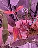 Dendrobium Kingianum - Purple to yellowing leaves-20221019_000741-jpg
