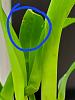 Oncidium twinkle leaves with spotting-20221021_230639-jpg