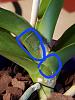 Could this be scale on phalaenopsis?-20221022_145146-jpg