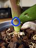 Could this be scale on phalaenopsis?-20221022_145031-jpg