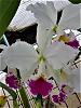 Cattleya jenmanii semi alba-jenmanii-sa-canaimas-lipstick-armando-mantellini-23okt22-4-jpg
