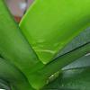 Phalaenopsis - bumps on leaves-img_20221030_092939-jpg