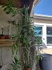 Phalaenopsis horizontal cypress plank mount-vanda-cypress-2-jpg