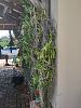Phalaenopsis horizontal cypress plank mount-vanda-cypress-3-jpg