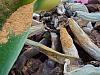 Is there hope for this phal?-20221105_134931-jpg