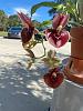 catasetum orchidglade-cat-orchidglade-nov2022-jpg
