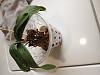 Is this type pot and this orchid bark good?-img_20221120_103147357-jpg