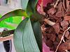 Noid Phal leaves with reddish patches on leaf edges-20221123_091933-jpg