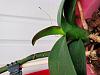 Noid Phal leaves with reddish patches on leaf edges-20221123_092026-jpg