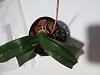 Is this type pot and this orchid bark good?-img_20221124_071402768-jpg