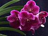Vanda Robert's Delight &quot;Garnet Beauty&quot;-roberts-delight-garnet-beauty-nov22-2-jpg