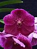 Vanda Robert's Delight &quot;Garnet Beauty&quot;-roberts-delight-garnet-beauty-nov22-3-jpg