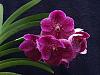 Vanda Robert's Delight &quot;Garnet Beauty&quot;-roberts-delight-garnet-beauty-nov22-4-jpg