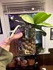 Removing mini phals from LECA to investigate roots?-img_8073-jpg