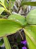 Brown, woody leaf disease on Epidendrum stamfordianum-pxl_20221206_235512784-jpg