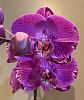 Color break - Virus? Genetics?-orchid1-copy-jpg