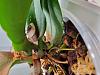 Is this an phalaenopsis keiki?-20221223_175627-jpg