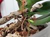 Is this an phalaenopsis keiki?-20221229_163319-jpg