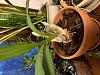 Catasetum new growth but no roots-image0-8-jpg