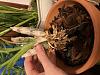 Catasetum new growth but no roots-image1-11-jpg