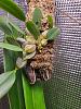 dendrobium aggregatum growing root in the middle of Winter-325141212_852104545858709_4810820983650137514_n-jpg