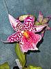 Belleara early bloom?-pink_panther-jpg