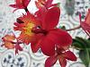 Self Control While Vacation Shopping-epidendrum-chinese-red-1-2023-jpg