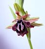 Ophrys ariadne-ophrys-ariadne-1-jpg