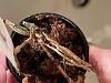 Dendrobium Seedlings Salvageable?-eb45daba-7cba-463a-88eb-39eacda98edf-jpg