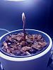 Jewel Orchid blooming with no leaves. Can it grow leaves again?-presco-jpg