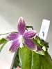 Phalaenopsis speciosa-b526d6cd-3ad5-49d8-987c-f107d2317423-jpg